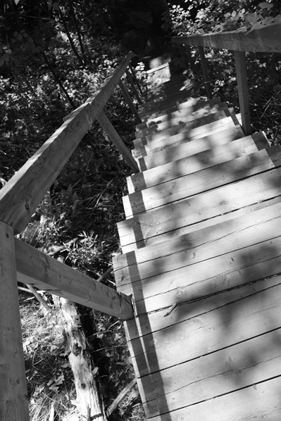 Wooden staircase descent on Booth's Rock trail