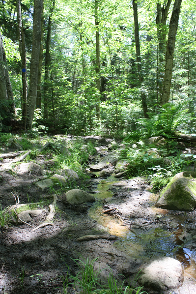 Algonquin Park forest