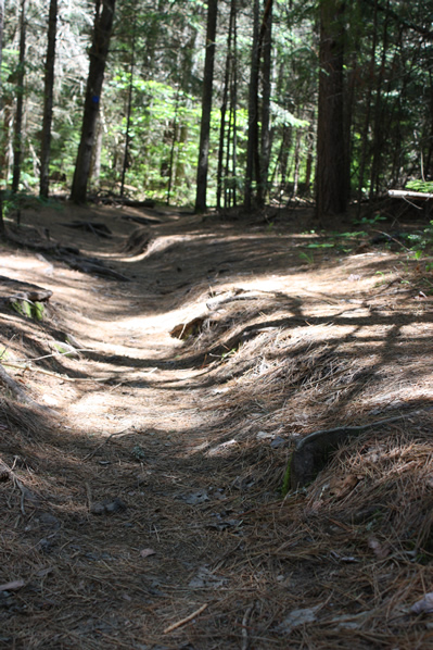 Alqonquin Park forest